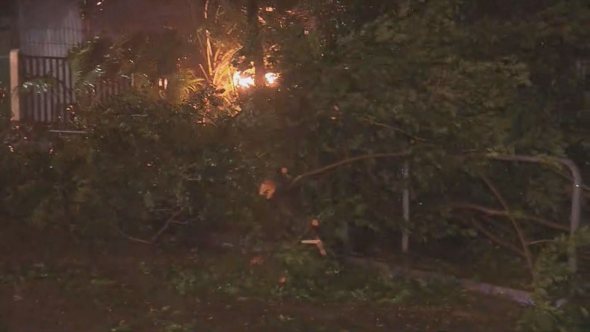 樺加沙襲港｜黃大仙橫頭磡東道出現冧樹