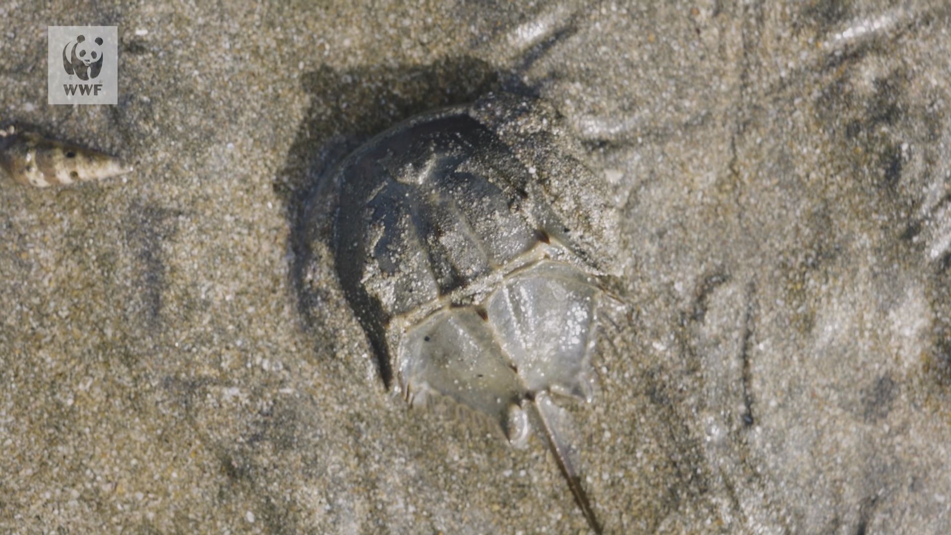 本港馬蹄蟹數目減少　環團冀餐館及漁販停買賣