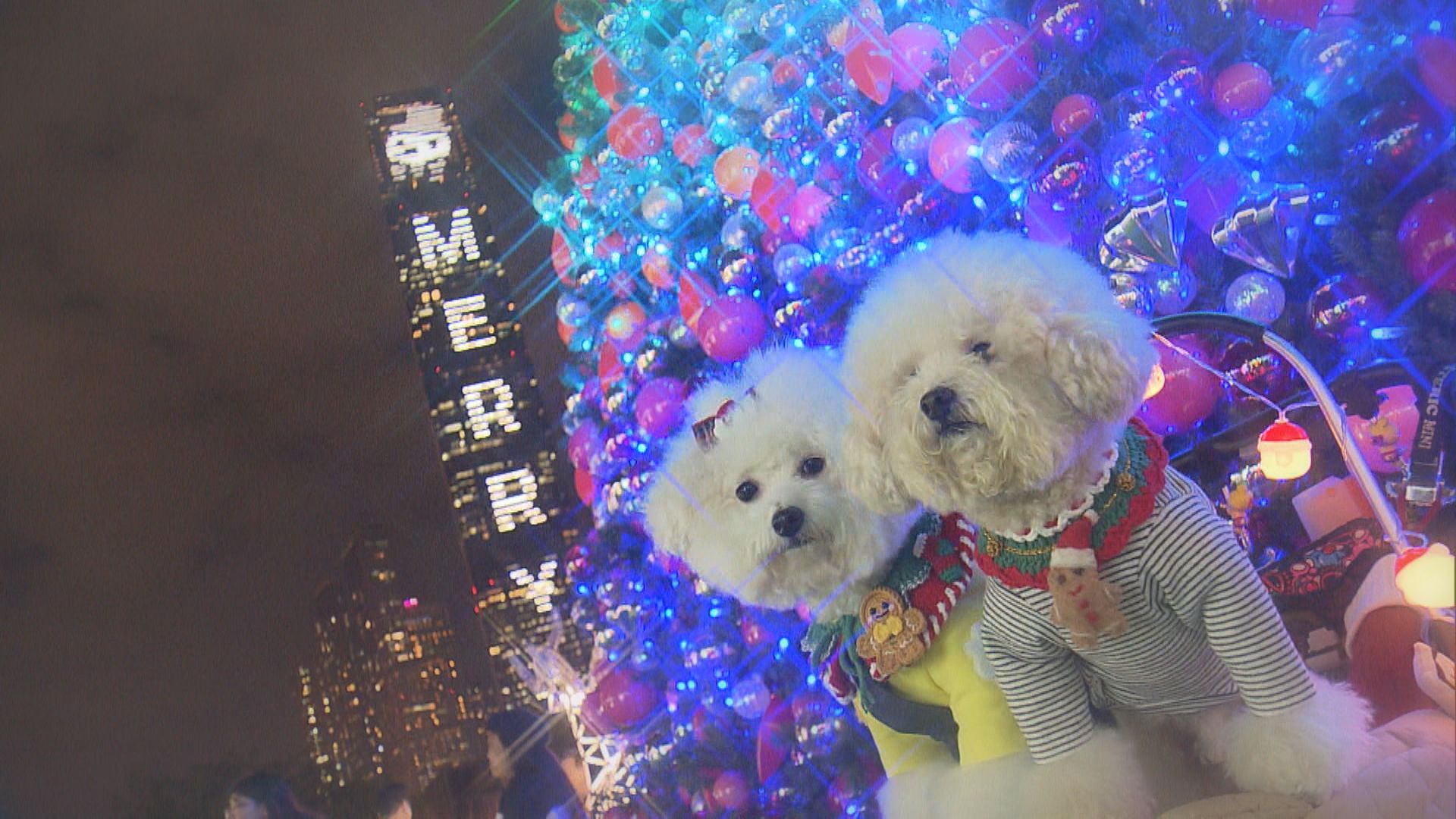 【氣氛熾熱】聖誕節燈飾閃耀各區(一)