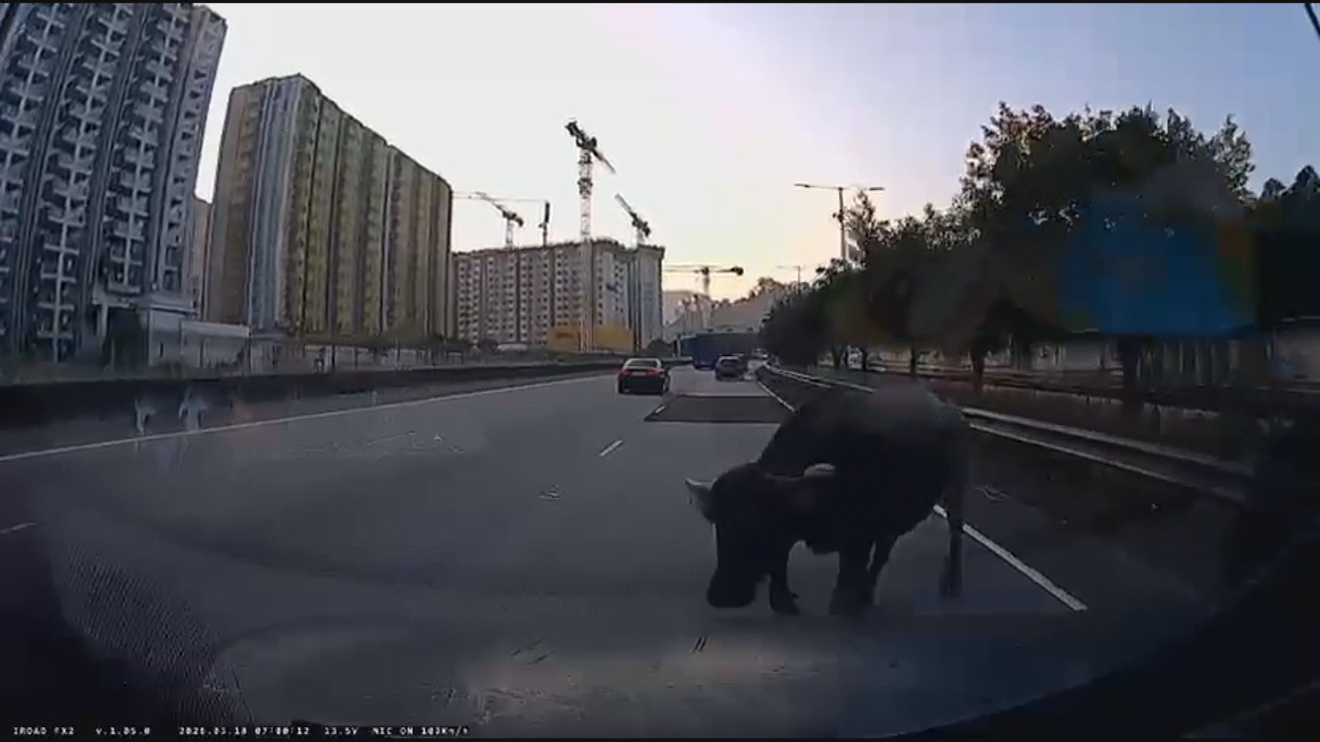 元朗青朗公路有牛被車撞傷徘徊馬路