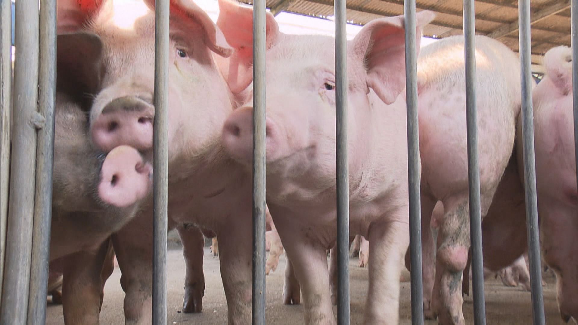 元朗豬場再有豬驗出非洲豬瘟