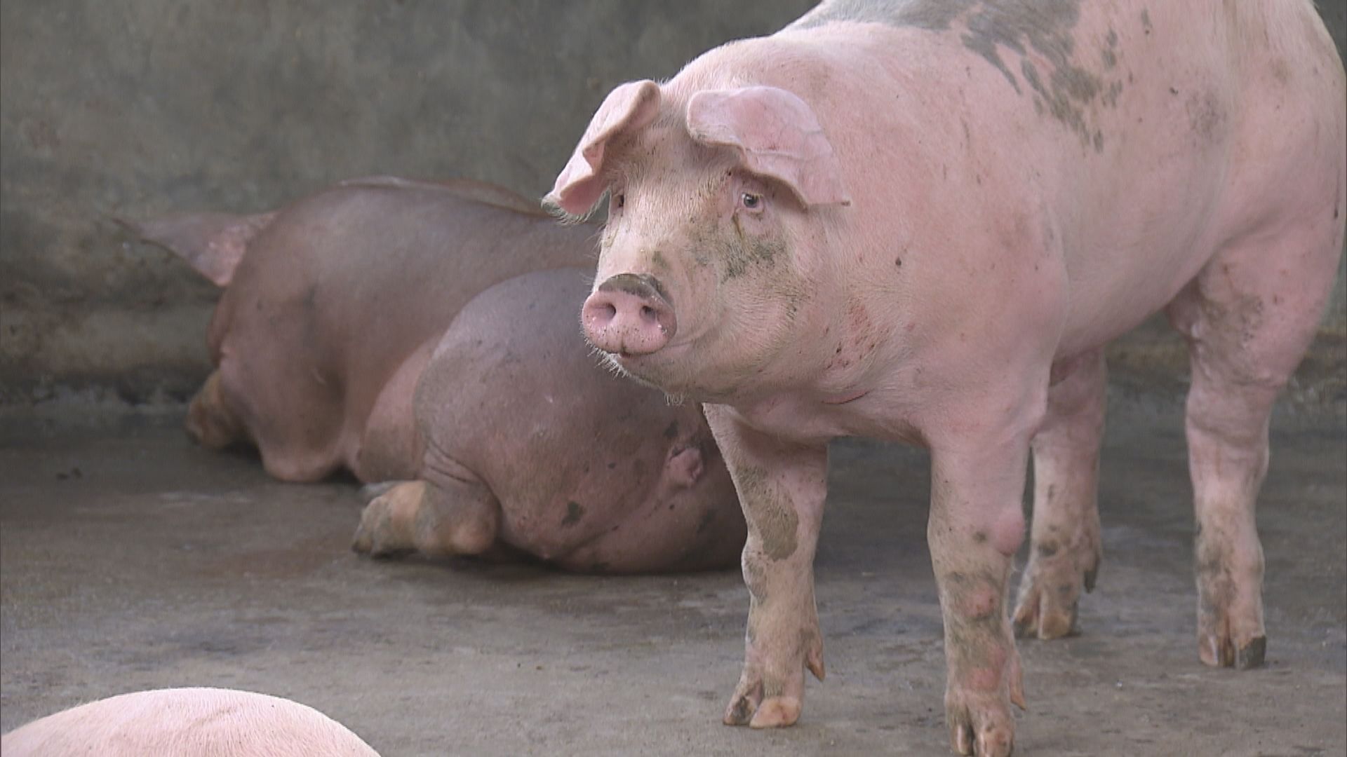 流浮山豬場四豬染非洲豬瘟 須銷毀2800隻豬