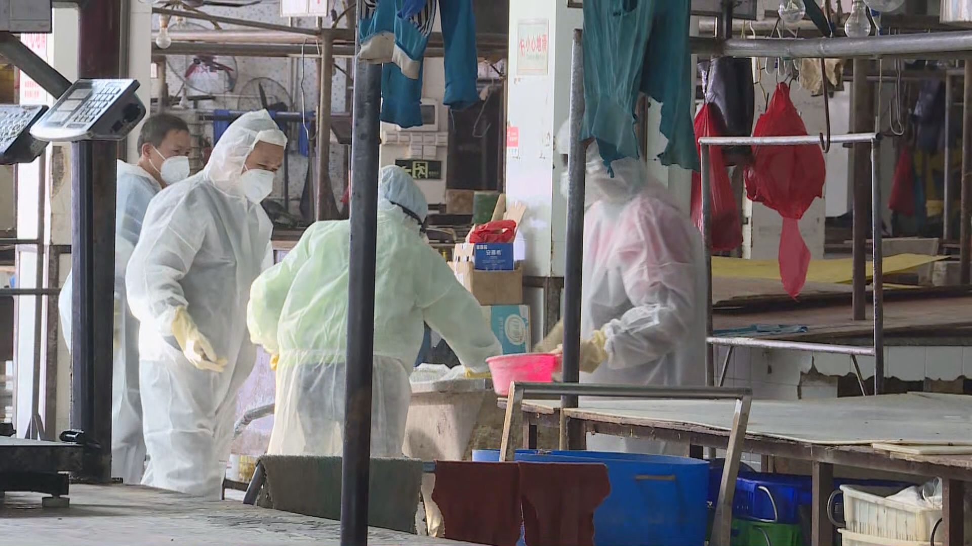 內地肉販指受豬瘟感染均是外地豬