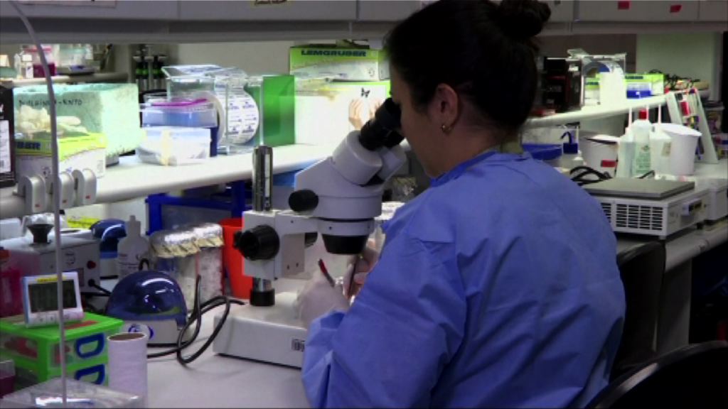 美國研究以寨卡病毒醫治腦癌