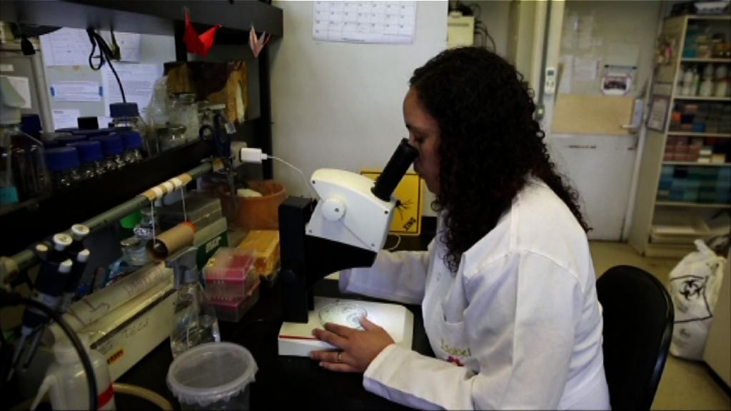 美研究指雌蚊能將寨卡傳給下一代